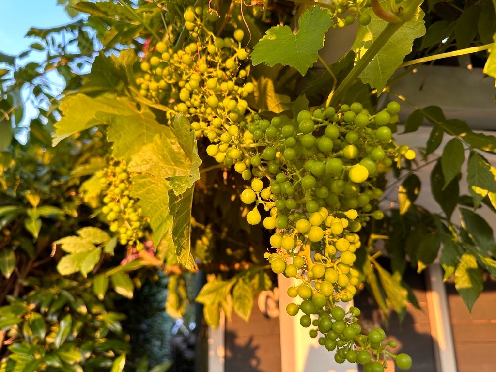 Weinreben an der Terrasse